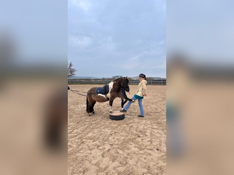 Shetland Ponys Mix Stute 17 Jahre 110 cm Schecke in Biberach an der Riß