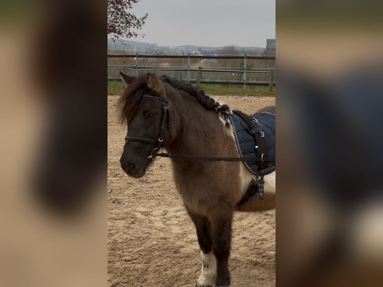 Shetland Ponys Mix Stute 17 Jahre 110 cm Schecke in Biberach an der Riß