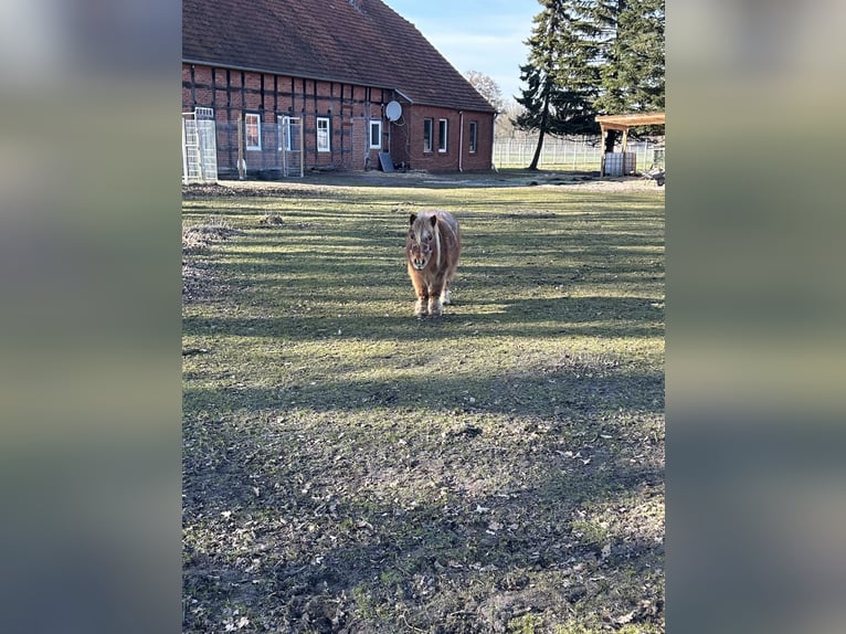 Shetland Ponys Stute 17 Jahre 84 cm Rotschimmel in Rahden