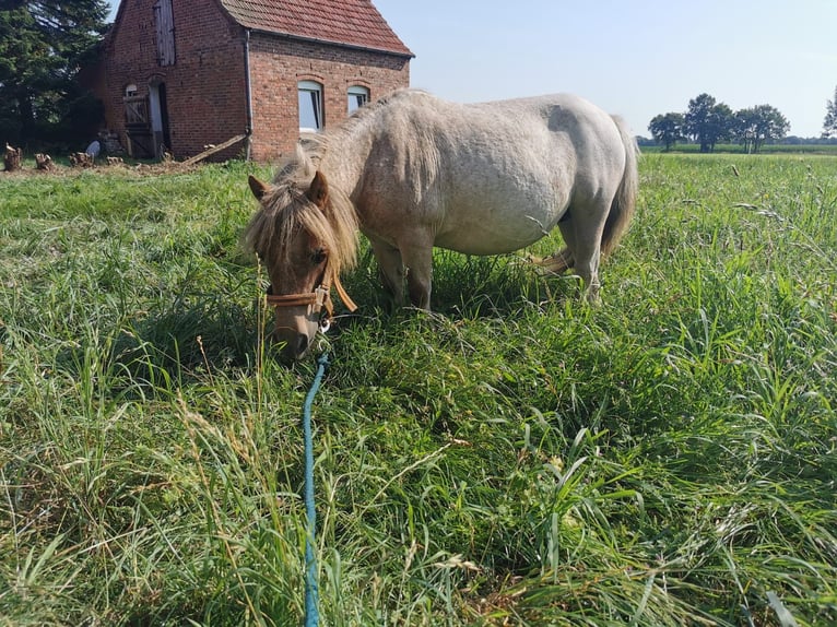 Shetland Ponys Stute 17 Jahre 84 cm Rotschimmel in Rahden