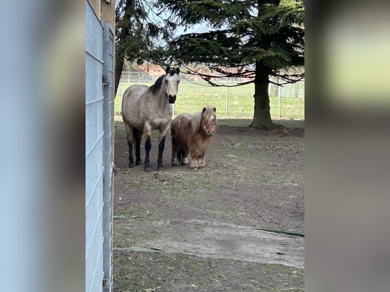 Shetland Ponys Stute 17 Jahre 84 cm Rotschimmel in Rahden