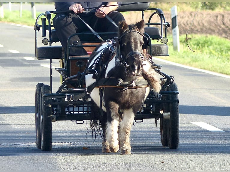 Shetland Ponys Stute 17 Jahre 92 cm Schecke in Halle