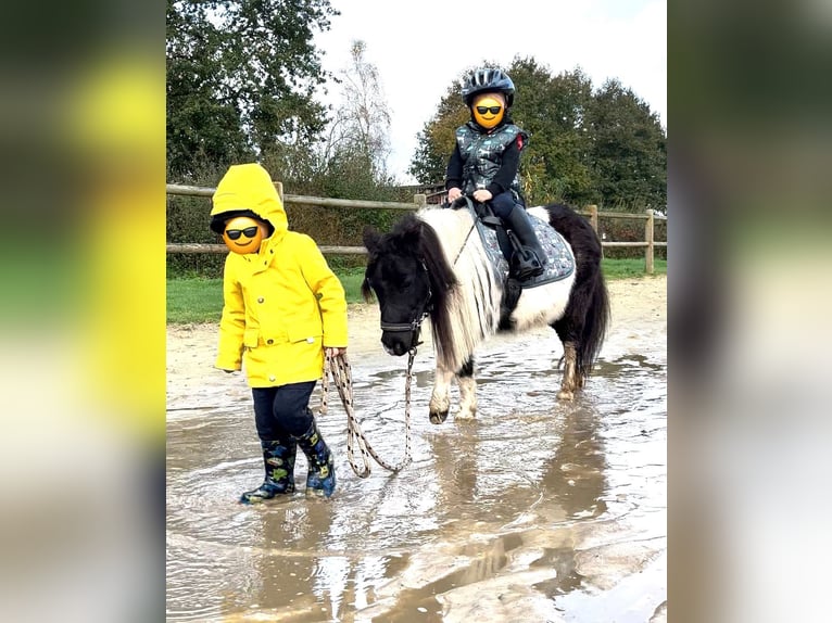 Shetland Ponys Stute 17 Jahre 92 cm Schecke in Halle