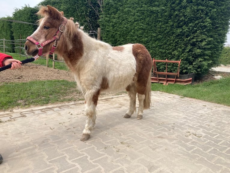 Shetland Ponys Stute 18 Jahre 100 cm Schecke in Grevenbroich