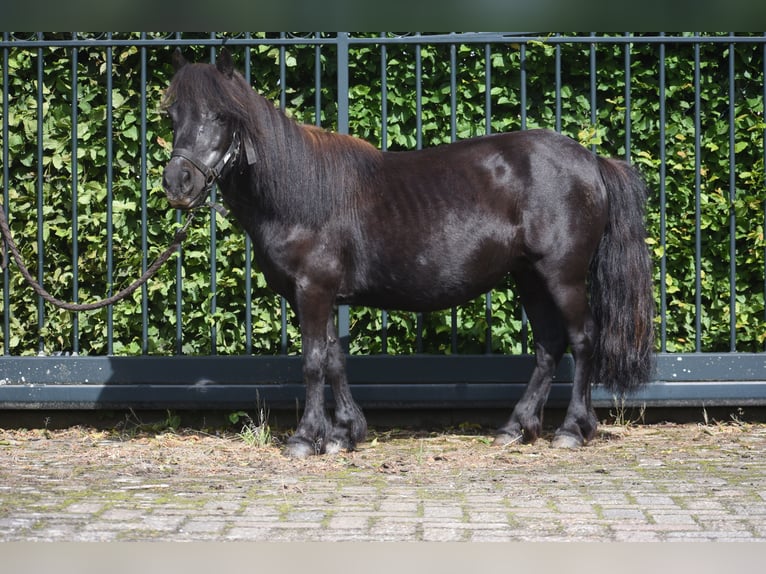 Shetland Ponys Stute 18 Jahre 101 cm Rappe in Achtmaal