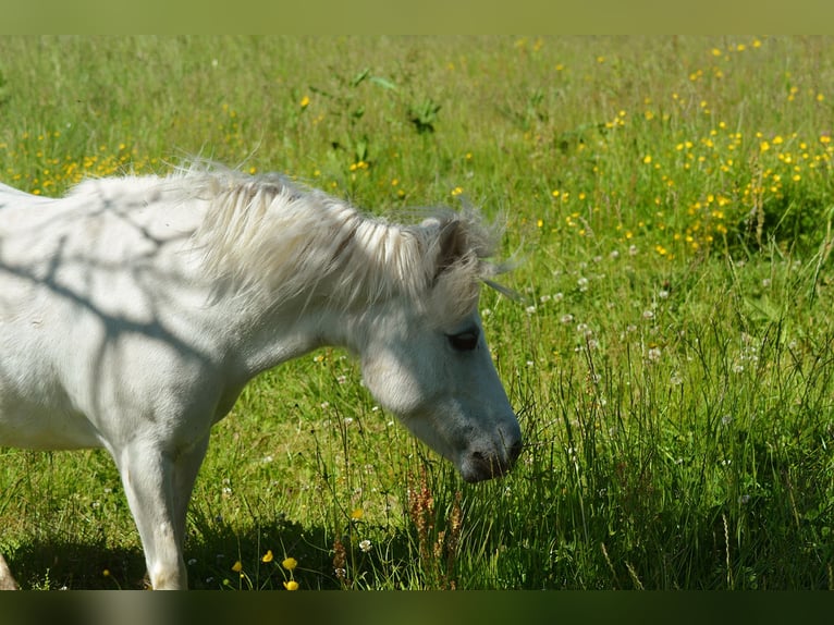 Shetland Ponys Stute 18 Jahre 104 cm Schimmel in Laufenburg