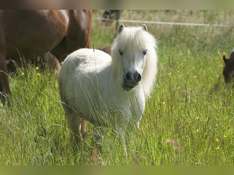 Shetland Ponys Stute 18 Jahre 104 cm Schimmel in Laufenburg