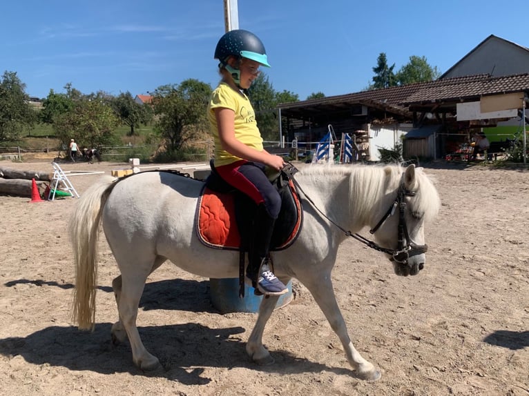 Shetland Ponys Stute 18 Jahre 104 cm Schimmel in Laufenburg