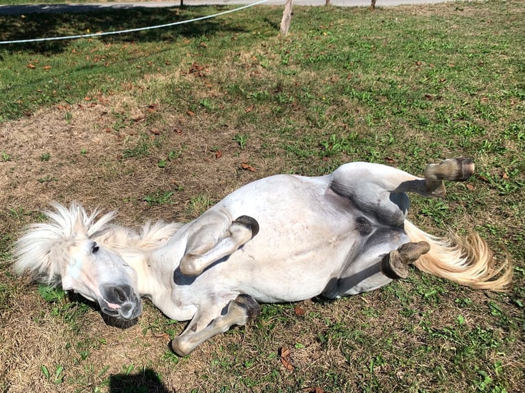 Shetland Ponys Stute 18 Jahre 104 cm Schimmel in Laufenburg