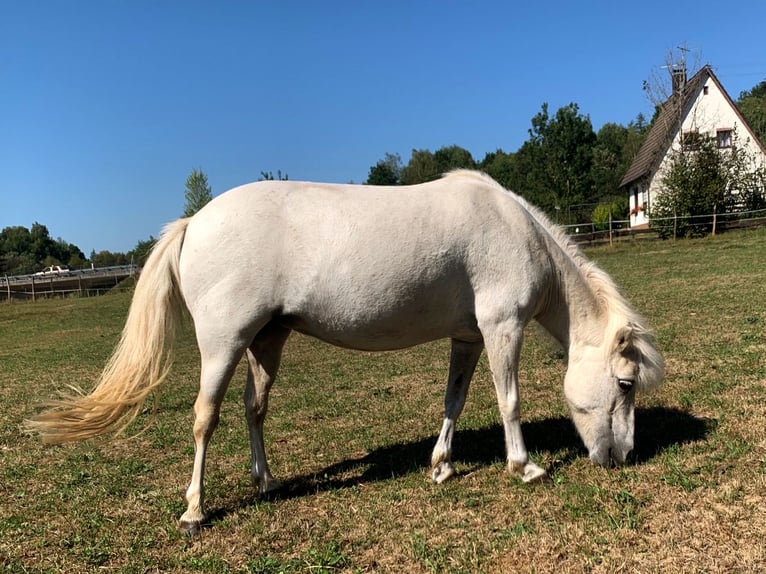 Shetland Ponys Stute 18 Jahre 104 cm Schimmel in Laufenburg