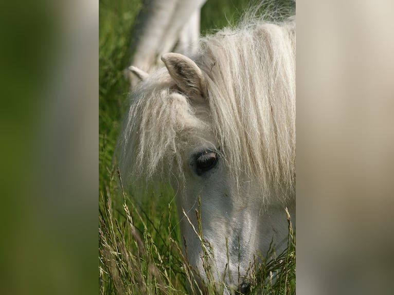 Shetland Ponys Stute 18 Jahre 104 cm Schimmel in Laufenburg