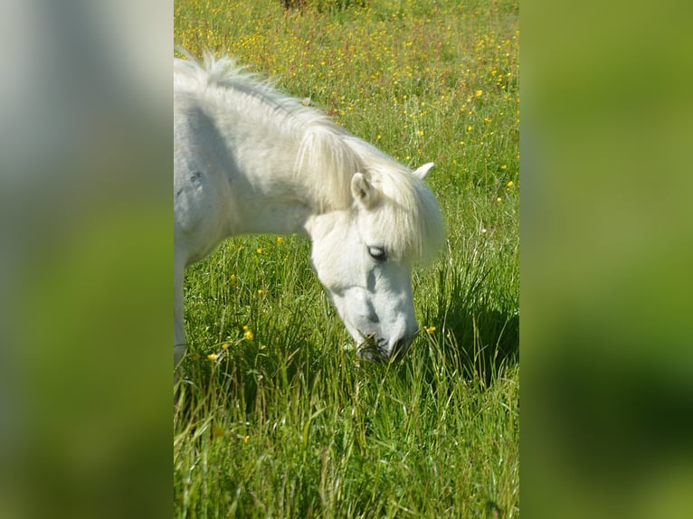 Shetland Ponys Stute 18 Jahre 104 cm Schimmel in Laufenburg