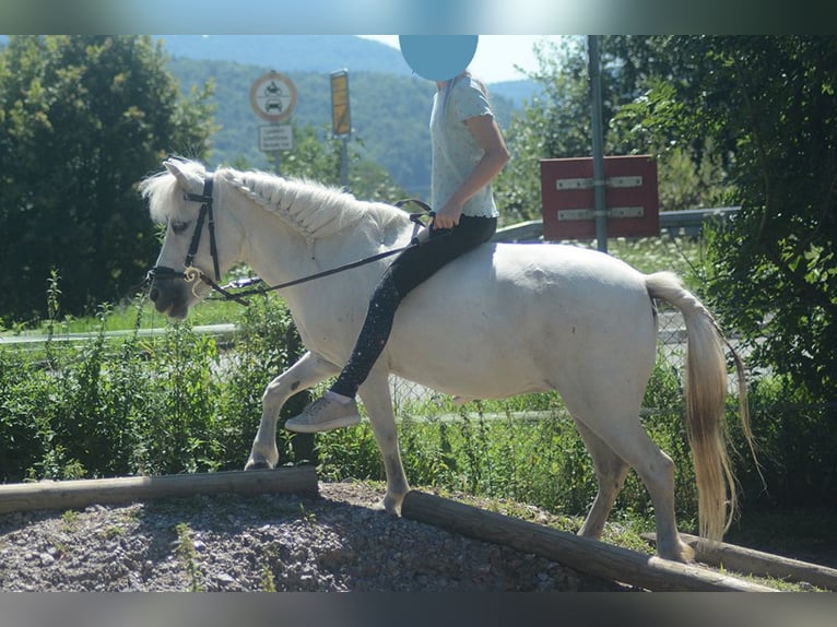 Shetland Ponys Stute 18 Jahre 104 cm Schimmel in Laufenburg