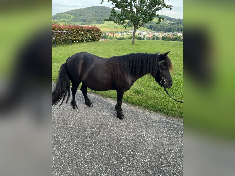 Shetland Ponys Stute 18 Jahre 110 cm Rappe in Lasberg
