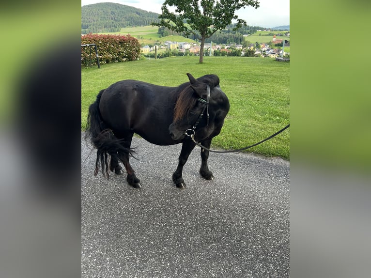 Shetland Ponys Stute 18 Jahre 110 cm Rappe in Lasberg