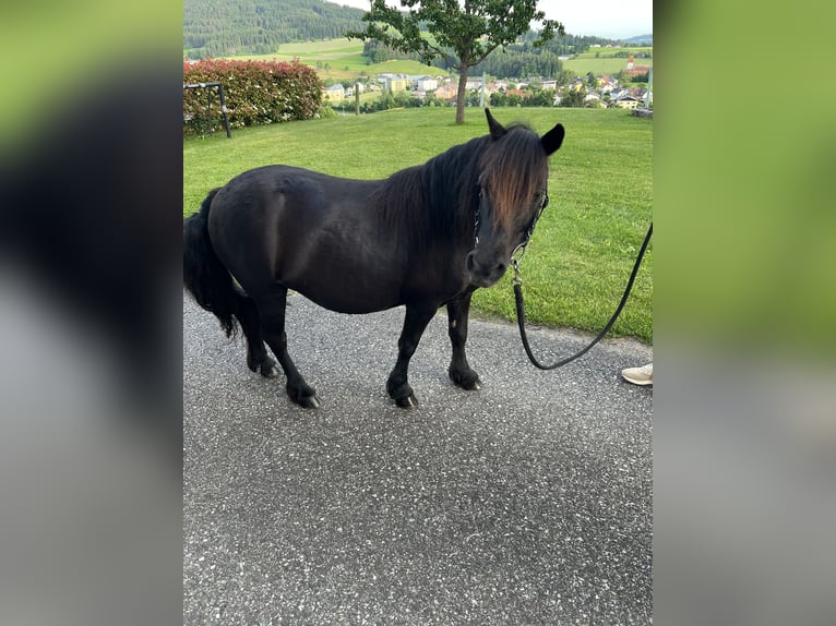 Shetland Ponys Stute 18 Jahre 110 cm Rappe in Lasberg
