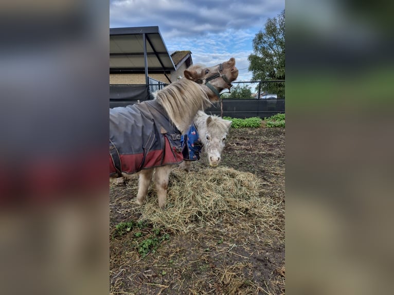 Shetland Ponys Stute 18 Jahre 85 cm Tigerschecke in Wuustwezel