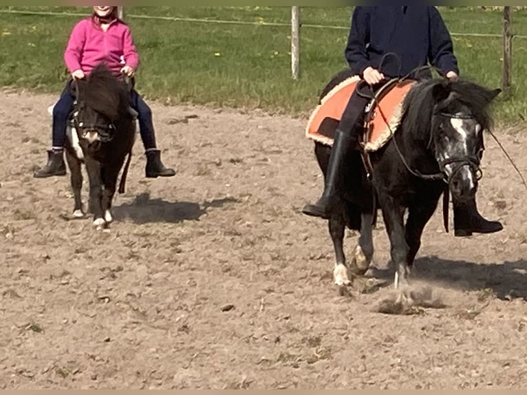 Shetland Ponys Stute 18 Jahre 87 cm Schecke in D&#xF6;tlingen