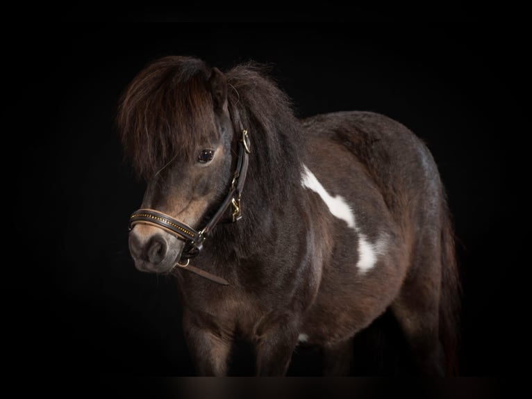 Shetland Ponys Stute 18 Jahre 87 cm Schecke in D&#xF6;tlingen
