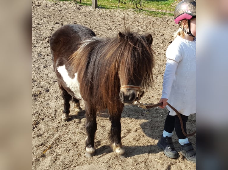 Shetland Ponys Stute 18 Jahre 87 cm Schecke in D&#xF6;tlingen