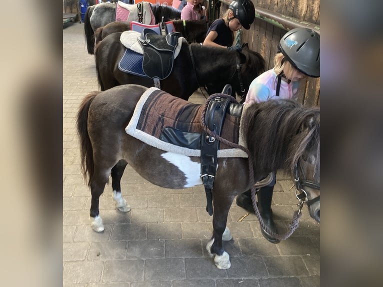 Shetland Ponys Stute 18 Jahre 87 cm Schecke in D&#xF6;tlingen