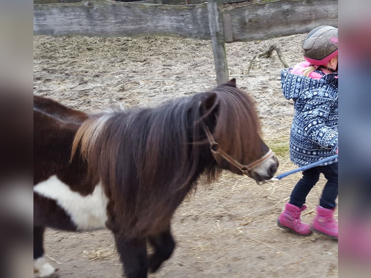 Shetland Ponys Stute 18 Jahre 87 cm Schecke in D&#xF6;tlingen
