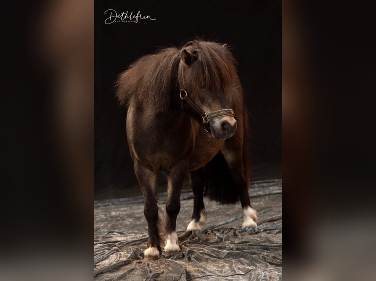 Shetland Ponys Stute 18 Jahre 87 cm Schecke in D&#xF6;tlingen