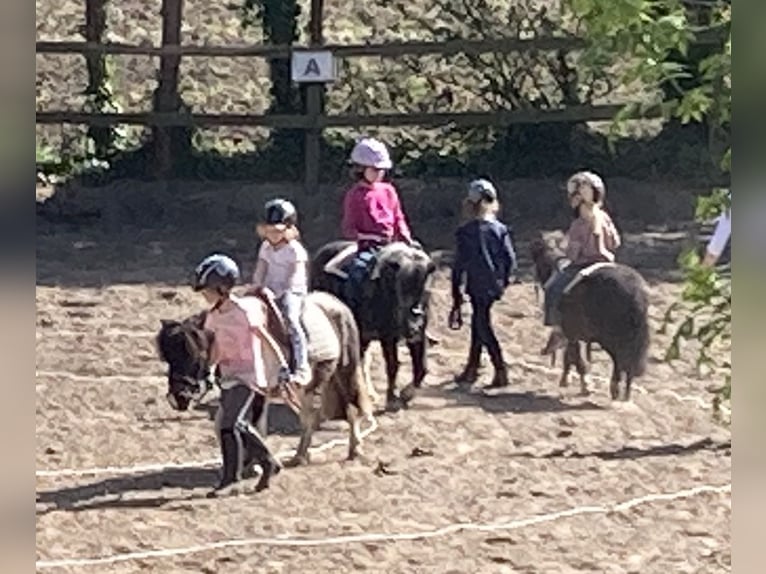 Shetland Ponys Stute 18 Jahre 87 cm Schecke in D&#xF6;tlingen