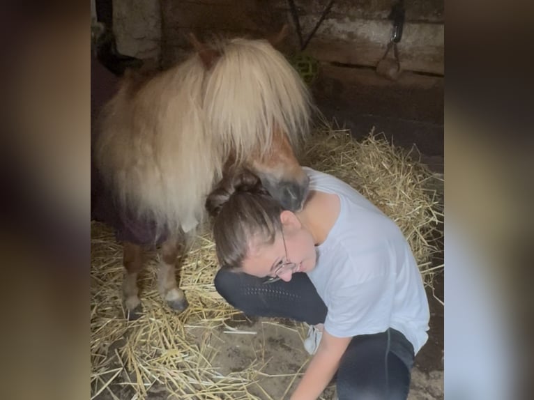 Shetland Ponys Stute 18 Jahre 88 cm Fuchs in Herne