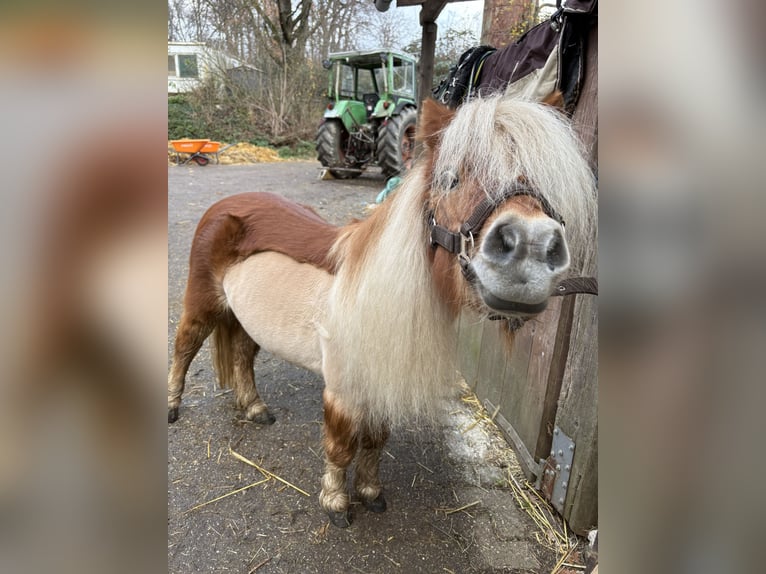 Shetland Ponys Stute 18 Jahre 88 cm Fuchs in Herne
