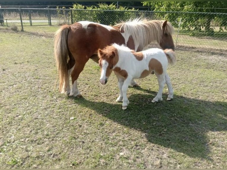 Shetland Ponys Stute 18 Jahre 90 cm in Freren