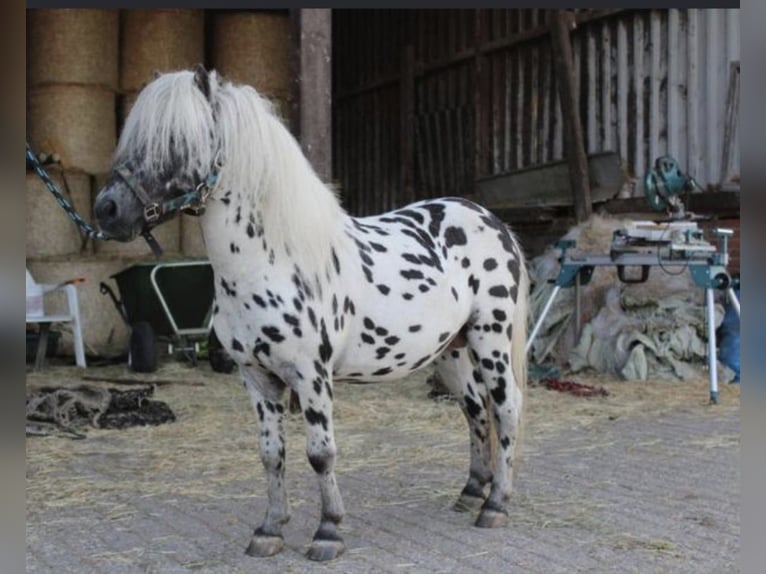 Shetland Ponys Stute 18 Jahre 90 cm in Freren