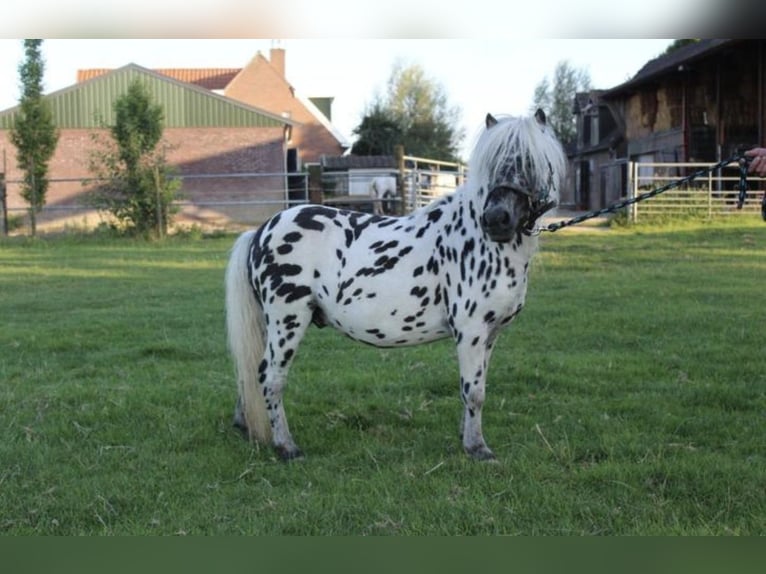 Shetland Ponys Stute 18 Jahre 90 cm in Freren