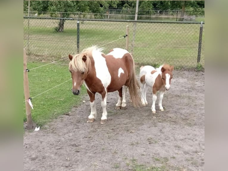 Shetland Ponys Stute 18 Jahre 90 cm in Freren