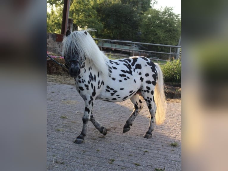 Shetland Ponys Stute 18 Jahre 90 cm in Freren