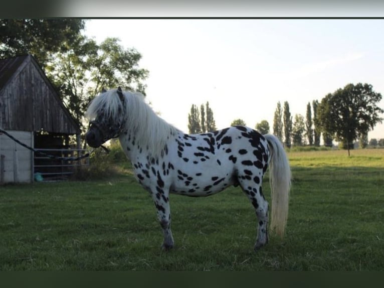Shetland Ponys Stute 18 Jahre 90 cm in Freren