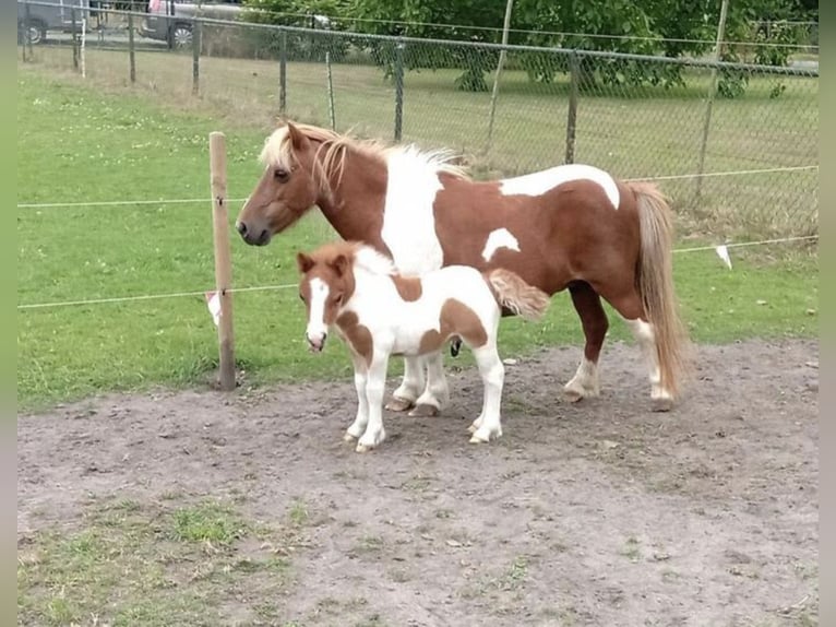 Shetland Ponys Stute 18 Jahre 90 cm in Freren