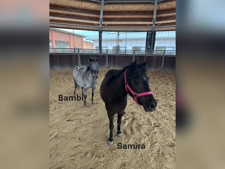 Shetland Ponys Stute 18 Jahre Rappe in Tuntenhausen