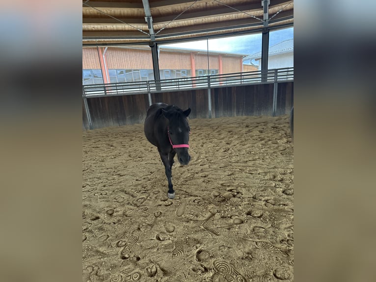Shetland Ponys Stute 18 Jahre Rappe in Tuntenhausen