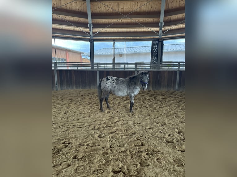 Shetland Ponys Stute 18 Jahre Rappe in Tuntenhausen