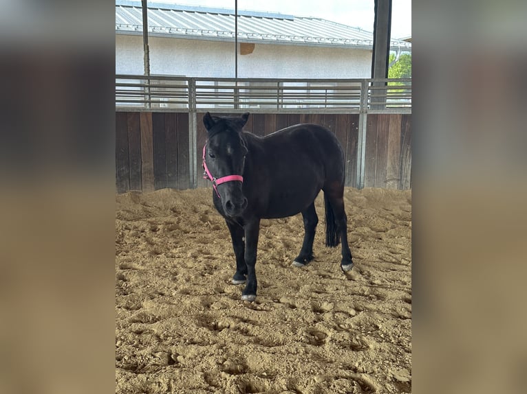 Shetland Ponys Stute 18 Jahre Rappe in Tuntenhausen