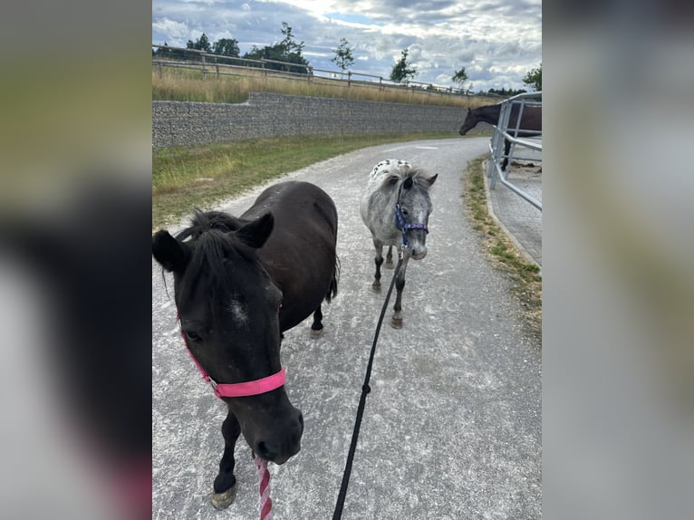 Shetland Ponys Stute 18 Jahre Rappe in Tuntenhausen