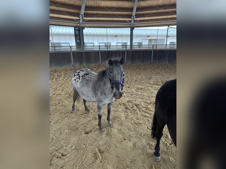Shetland Ponys Stute 18 Jahre Rappe in Tuntenhausen