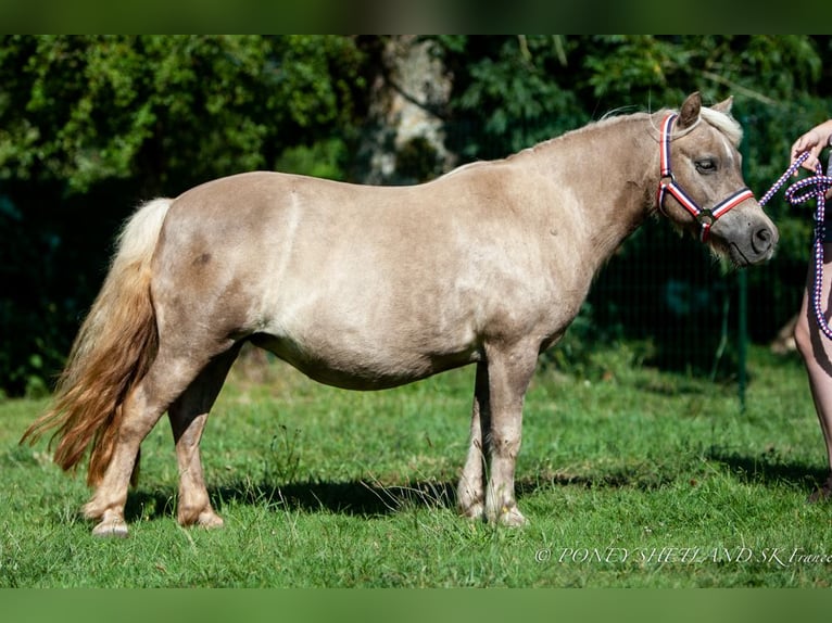 Shetland Ponys Stute 19 Jahre 100 cm Fuchs in DEAUVILLE