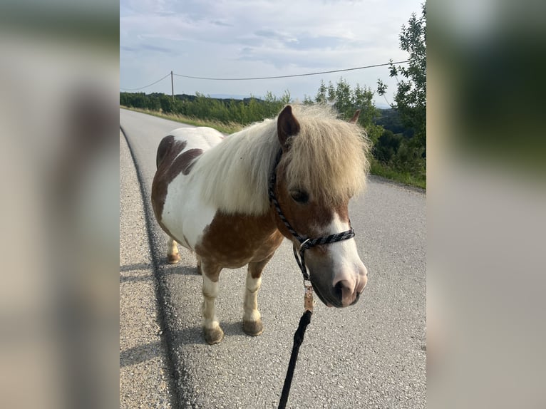 Shetland Ponys Mix Stute 19 Jahre 100 cm Schecke in Kirchbach-zerlach