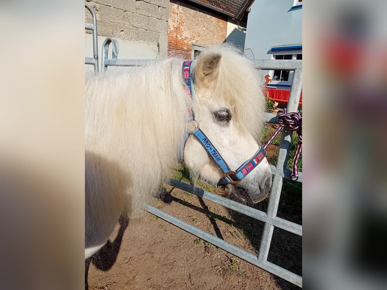 Shetland Ponys Stute 19 Jahre 112 cm Schimmel in Kandel