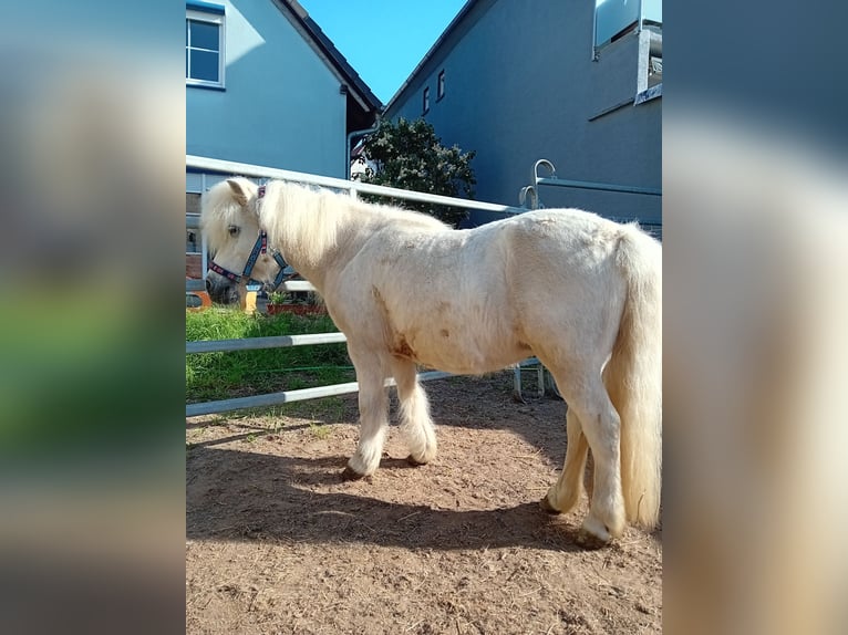 Shetland Ponys Stute 19 Jahre 112 cm Schimmel in Kandel