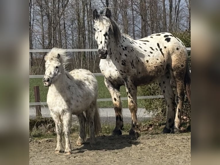 Shetland Ponys Mix Stute 19 Jahre 113 cm Tigerschecke in Ennigerloh