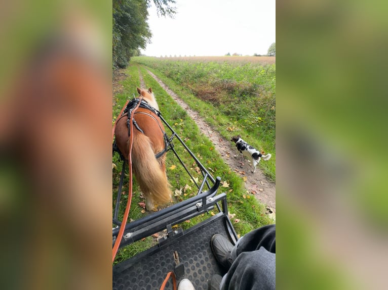 Shetland Ponys Stute 19 Jahre 88 cm Fuchs in Herne