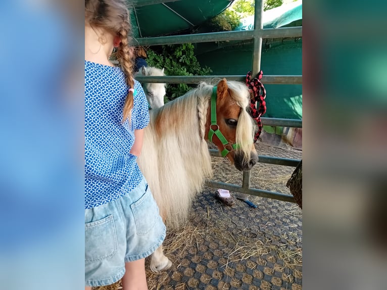 Shetland Ponys Stute 19 Jahre 88 cm Fuchs in Kandel